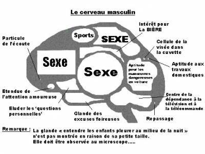 Cerveau masculin